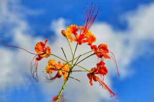 Barbados Travel Guide: Experience Stunning Beaches, Rich Culture, and Vibrant Nightlife