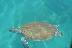 Barbados Travel Guide: Your Essential Companion for Beaches, Culture, and Local Delights