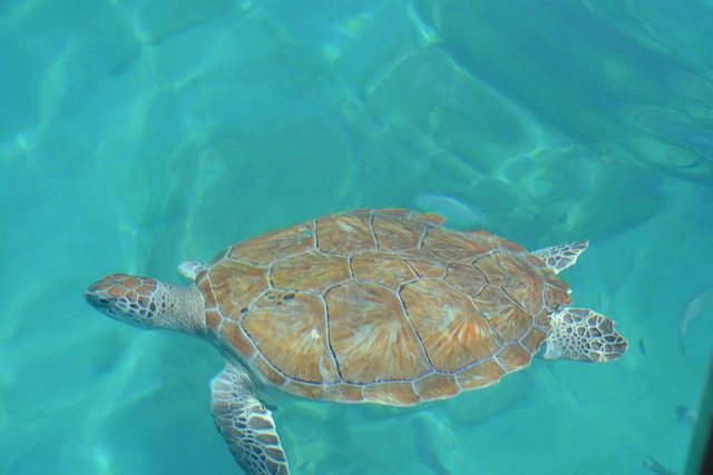 Barbados Travel Guide: Your Essential Companion for Beaches, Culture, and Local Delights